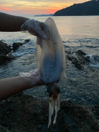 夏のアオリイカ！