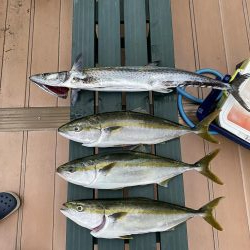 サワラ多かった