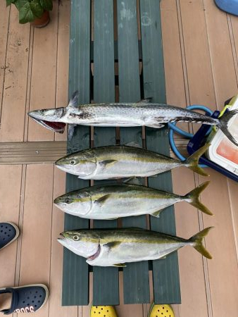 サワラ多かった