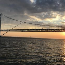 アジなしっ!イワシ多し