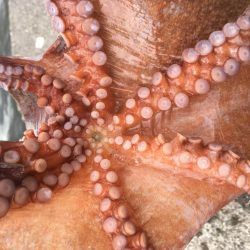 タコフィネス　タコエギノーロストで５６杯継続中