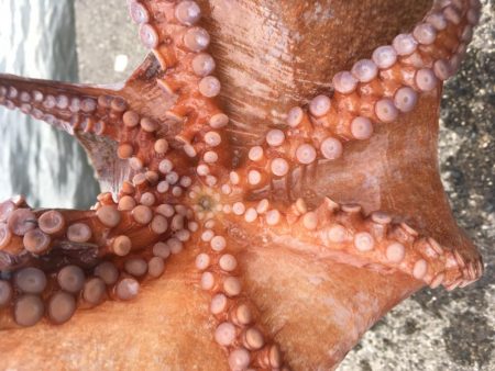 タコフィネス　タコエギノーロストで５６杯継続中