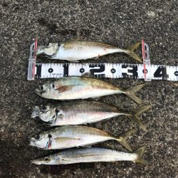 ギガアジねらい