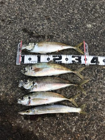 ギガアジねらい