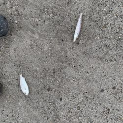 梅雨明け後の…