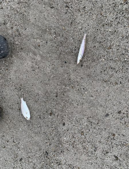 梅雨明け後の…