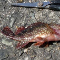 潮が動いてない