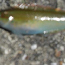 暑くてたまらん