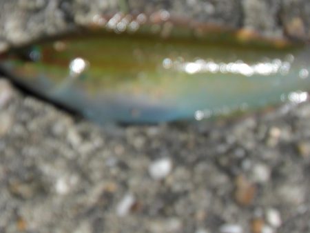 暑くてたまらん