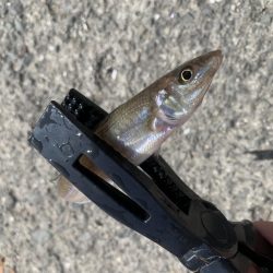 おちょぼ口のあいつ