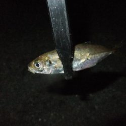 サバゲーのちアジング