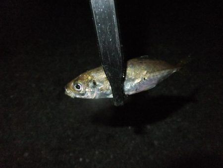 サバゲーのちアジング