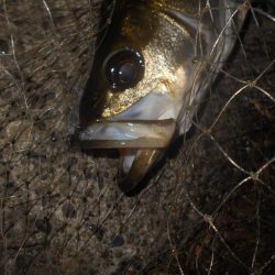 ブレイク周りでヒット