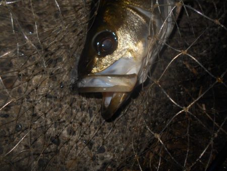 ブレイク周りでヒット