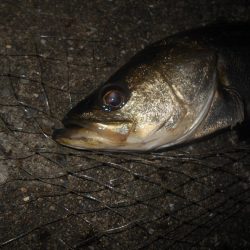 ウィードだらけ…