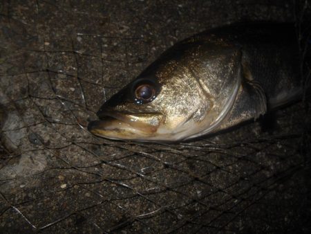 ウィードだらけ…