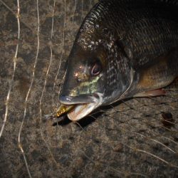 シーバス狙いでしたが…