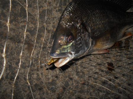 シーバス狙いでしたが…
