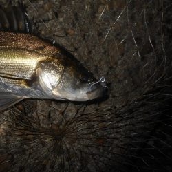 北風で活性UP？