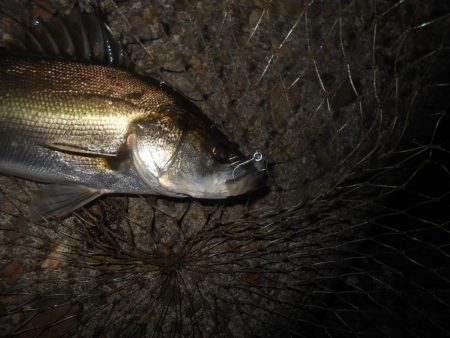 北風で活性UP？