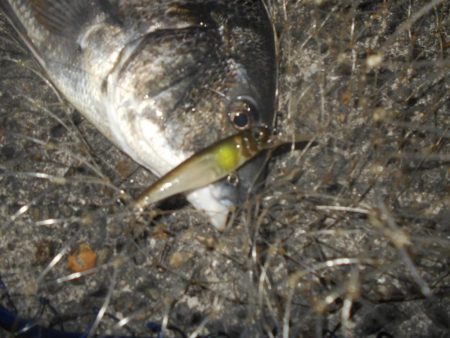 岸壁ノックでボウズ逃れ？