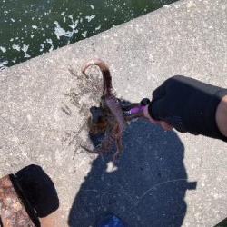 タコ&豆アジ、小サバ時々小ガシラ、カマス稚魚!