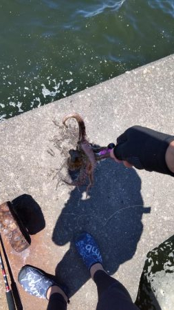 タコ&豆アジ、小サバ時々小ガシラ、カマス稚魚!