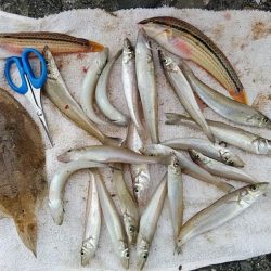 相変わらずピンギスばかりです