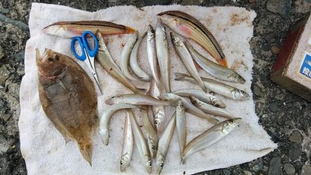 相変わらずピンギスばかりです