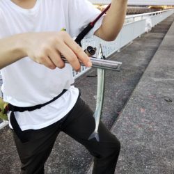 サヨリ回遊少なし！