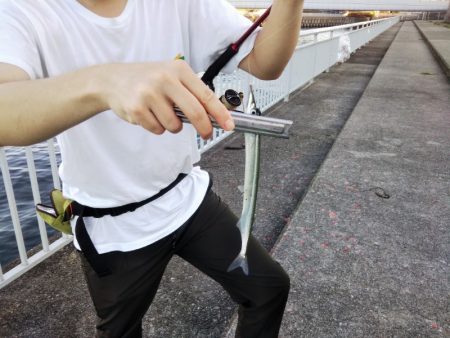 サヨリ回遊少なし！