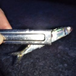 ウルメイワシ爆釣