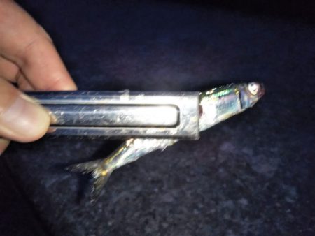 ウルメイワシ爆釣