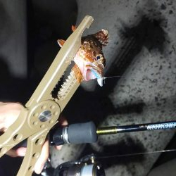 アジングのつもり