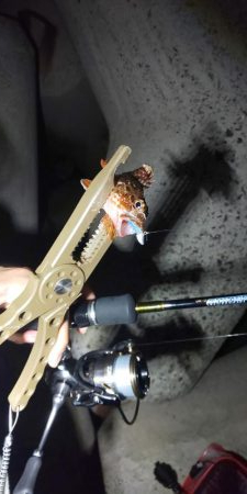 アジングのつもり