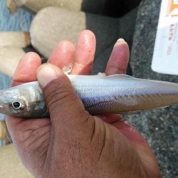 シーズン初の高砂釣行