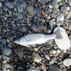 プチ遠征で初ヒラスズキ