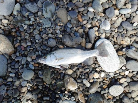 プチ遠征で初ヒラスズキ