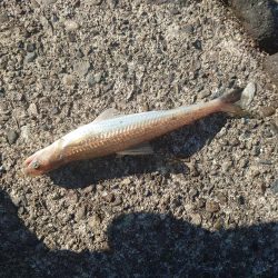 プチ遠征でショアスロー