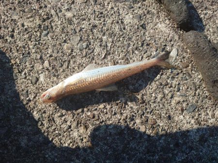 プチ遠征でショアスロー