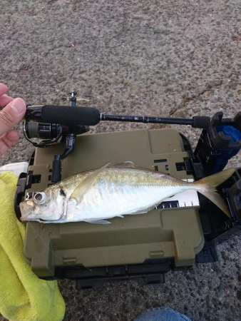 初尺アジ 5目達成