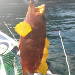 根魚　<゜)))彡　<゜)))彡