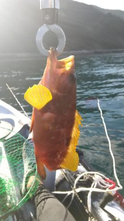 根魚　<゜)))彡　<゜)))彡