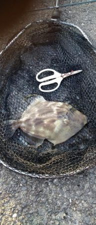 はじめてタモを使いました!