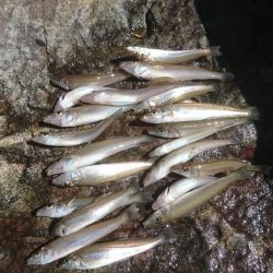 今年初ｷｽ釣り