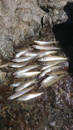 今年初ｷｽ釣り