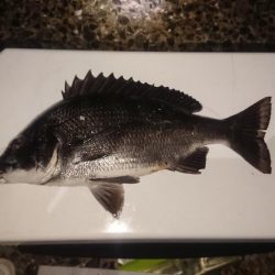 夜のちょい投げで黒鯛