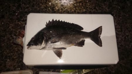 夜のちょい投げで黒鯛