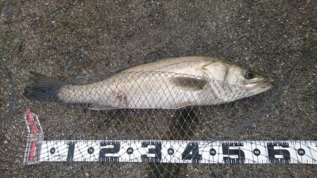 濁りからシーバス上がりました