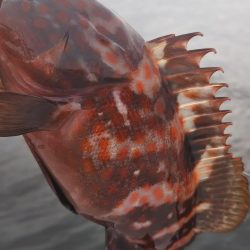 アコウ1、ガシラ4、サバ1